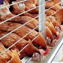 Agricultural Diversification